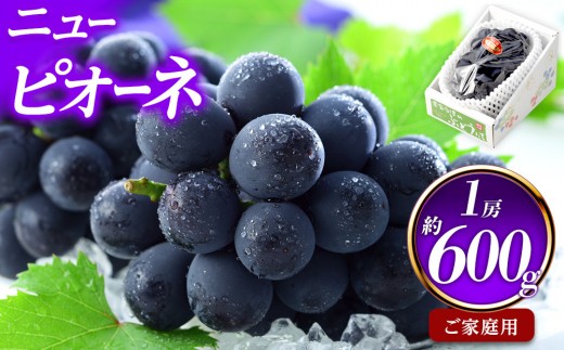 ぶどう 2026年 ご家庭用 ニュー ピオーネ 約600g×1房 ブドウ 葡萄  岡山県産 国産 フルーツ 果物
