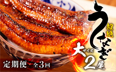 うなぎ蒲焼 大2尾 定期便3回 超絶 うなぎ