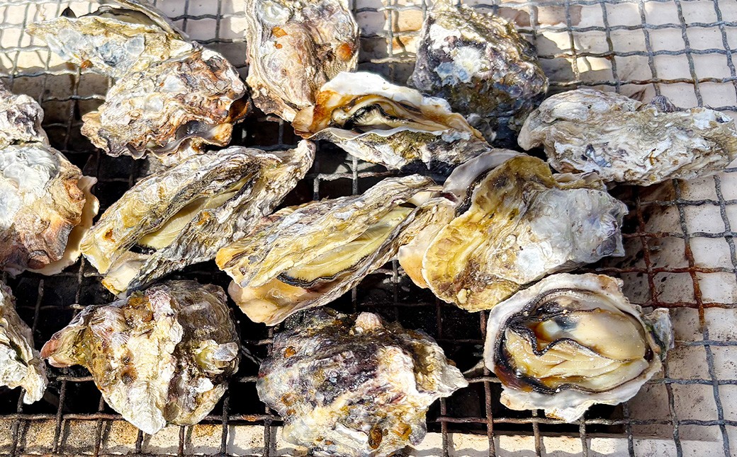 
            【先行予約】 加熱用 殻付き牡蠣 真牡蠣 約1kg 【2026年2月上旬-3月上旬発送予定】　牡蠣 かき カキ 海鮮 海産物 冷蔵
          