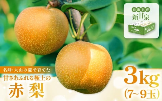 
            新甘泉3kg箱(鳥取県大山町産梨)【梨  新甘泉 先行予約 季節限定 赤梨 3kg 7玉～9玉 なし  期間限定 果物 フルーツ くだもの  数量限定】
          