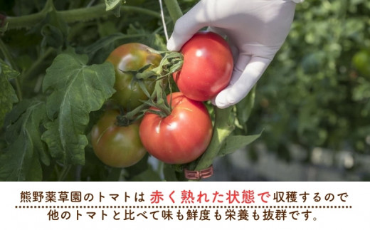 【2027年1月以降配送】熊野薬草園の大玉トマト（1.2kg×2箱） トマト 大玉トマト 熊野 予約受付【kmys0006A】