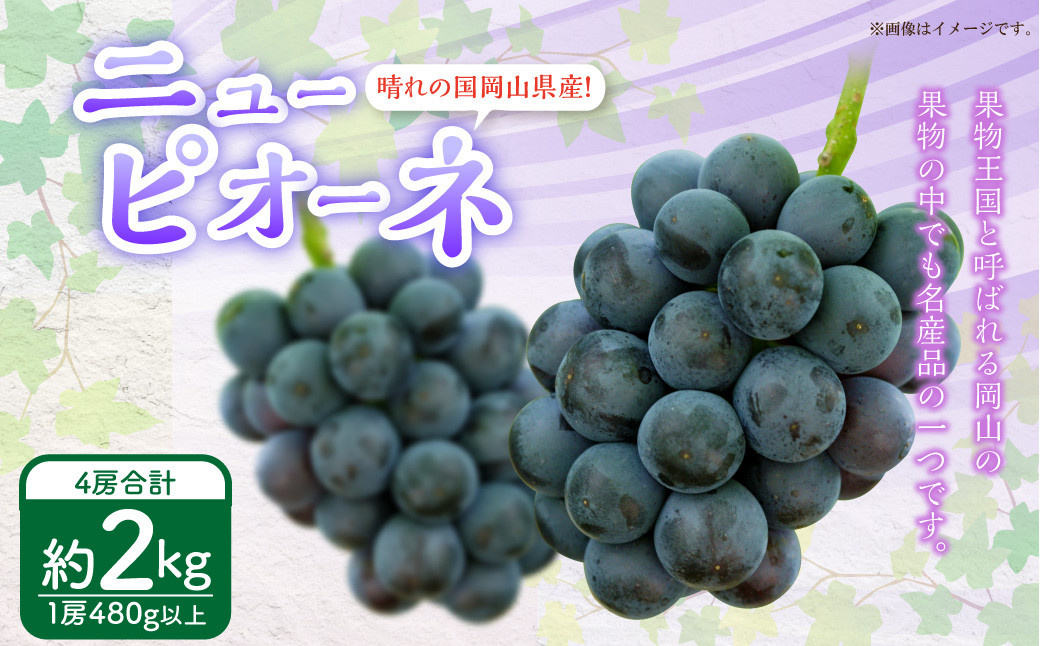 
            岡山県産 ニューピオーネ 4房（1房480g以上）約2kg 【2025年8月下旬～10月上旬迄発送予定】 果物 くだもの フルーツ ぶどう ブドウ 葡萄 岡山 おかやま 国産 冷蔵
          
