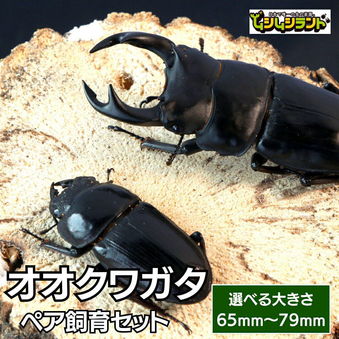 【ふるさと納税】 大きさが選べる オオクワガタ ペア 飼育 セット 65mm～ 70mm～ 75mm～ 先行予約 2025年5月以降発送 クワガタ 自由研究 昆虫 成虫 生体 虫 飼育 夏休み 観察 自然 環境 学習 子供 孫 プレゼント 贈答 人気 福島県 田村市 ふくしま たむら ムシムシランド