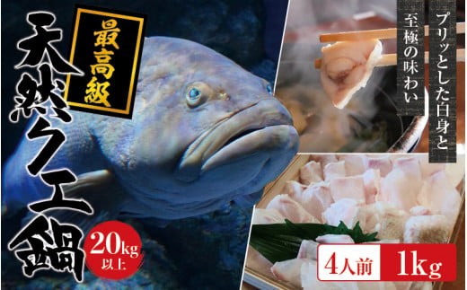 【冷蔵】天然 最高級クエ 20kg 以上  クエ鍋セット 4人前(250g×4) 【2026年11月下旬から2027年2月下旬までに順次発送致します。】 / 高級 海鮮 お魚 魚  くえ鍋 クエ鍋 くえ くえ天然 冷蔵 海産物【tkw012-1】