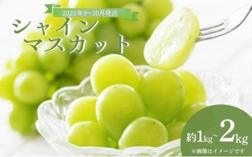 
                  【選べる容量】＜2026年発送分 先行予約＞9月～10月発送お土産シャインマスカット1kg箱or2kg箱【029-a011/029-a012】
                