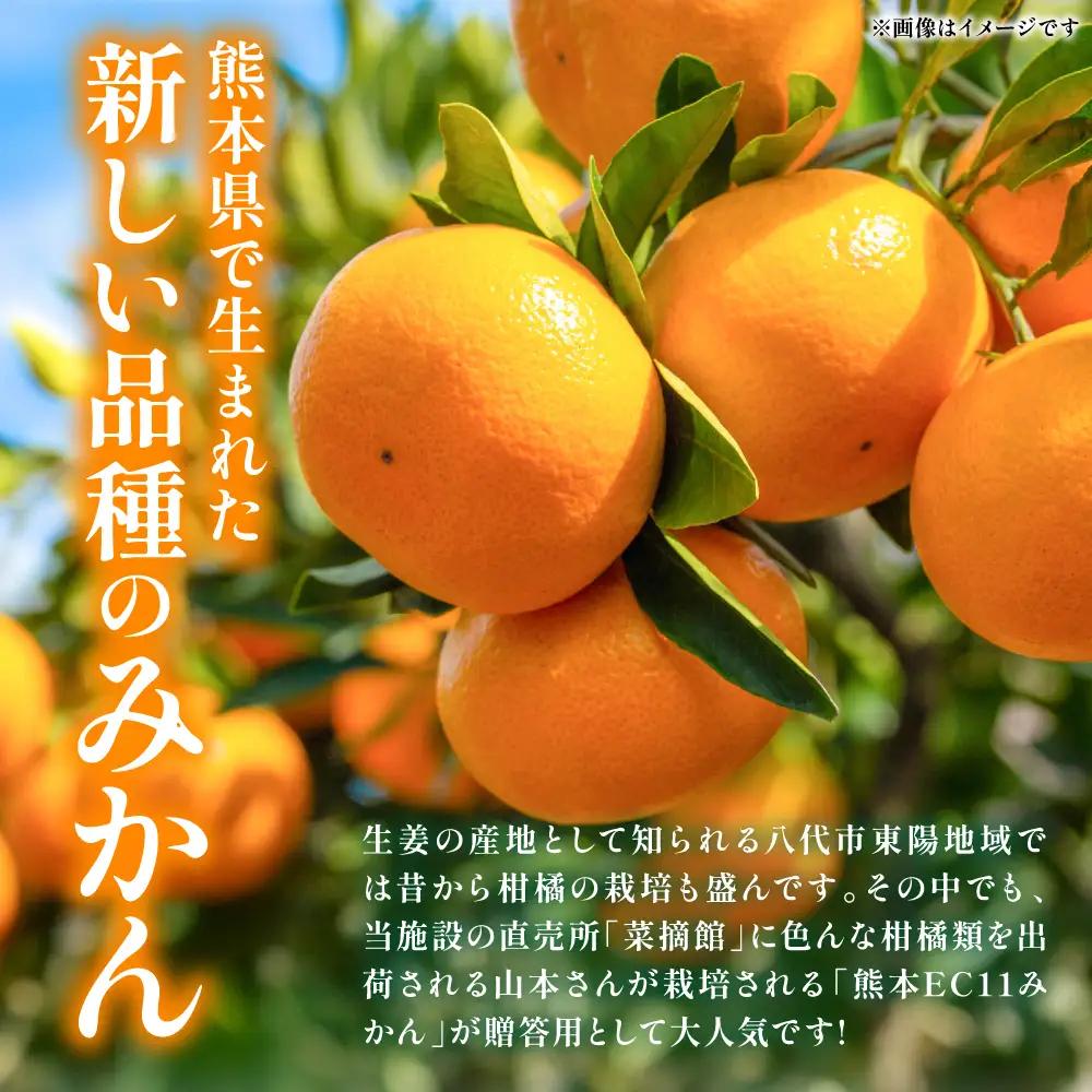 【先行予約】 みかん 八代市東陽産山本さん家の「熊本EC11みかん」 約5kg みかん 柑橘 【2026年11月上旬より順次発送】