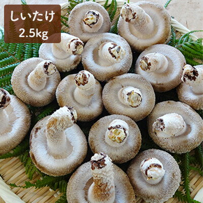【ふるさと納税】おーい菌床しいたけ2.5kg 野菜 きのこ 茸 キノコ シイタケ 椎茸