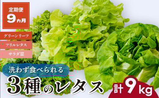 【定期便9ヵ月】 ＜洗わず食べられる・室内水耕栽培＞ 3種のレタス 1回1kg(500g×2袋)×9ヵ月 | レタス 野菜 大容量 新鮮レタス オーガニック野菜 無農薬 野菜直送 フレッシュ サラダ サラダ用野菜 健康志向 こだわり フレッシュ 産地直送 食品ギフト セット 緑黄色野菜 新鮮 安心野菜 旬 低カロリー レタスボウル カロテン 定期便 スマイル農場 埼玉県 東松山市