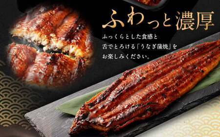 国産うなぎ蒲焼 1尾（230〜250g）と特製タレ1個セット 【2025年10月発送】｜ 鰻 ウナギ 蒲焼 うなぎ蒲焼 タレ付 大阪府 阪南市