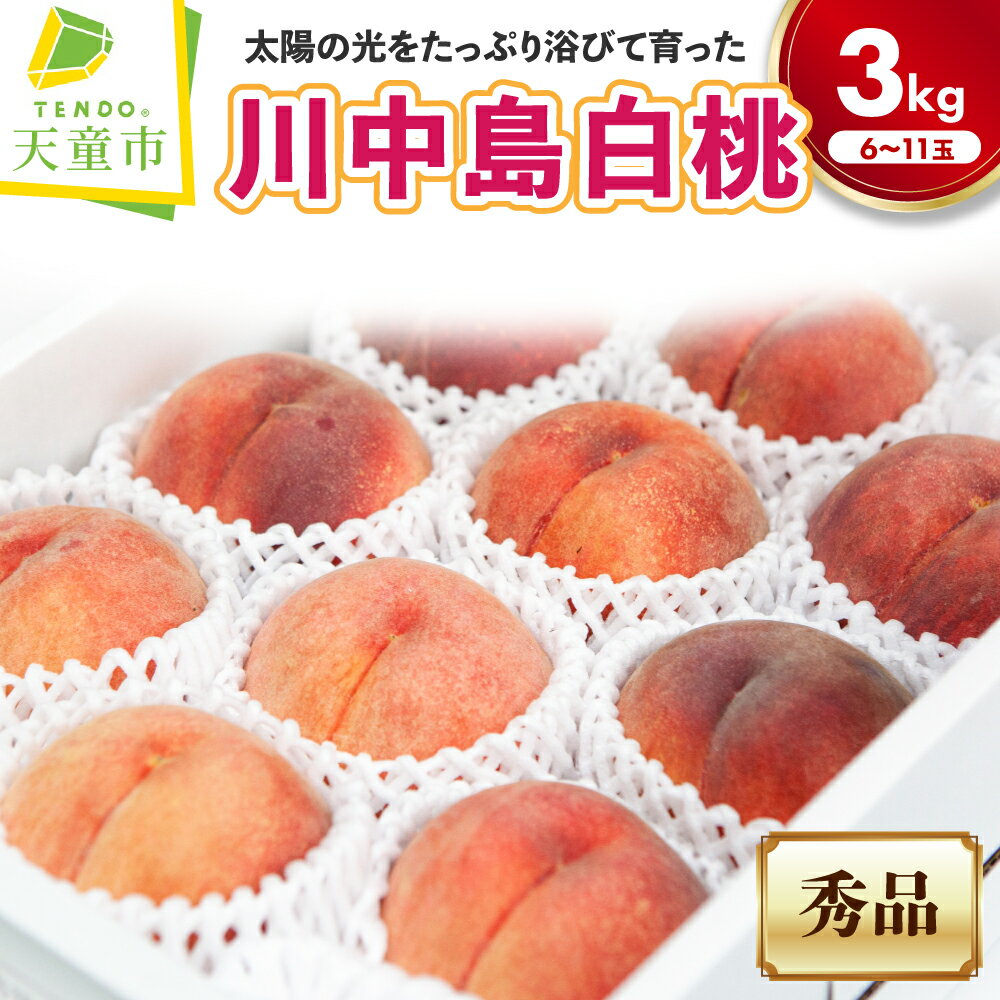 【ふるさと納税】もも ( 大玉 川中島白桃 ) 約3kg 秀品 大玉 6～11玉 令和8年産 先行予約 2026年 山形県産 桃 白桃 果物 フルーツ のし 贈答 ギフト おすそ分け 夏 秋 旬 期間限定 冷蔵便 送料無料 産地直送 【 山形県 天童市 】