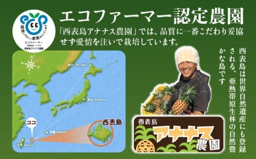 【JASオーガニック】プレミアムピーチパイン 約1.2kg 2～3玉