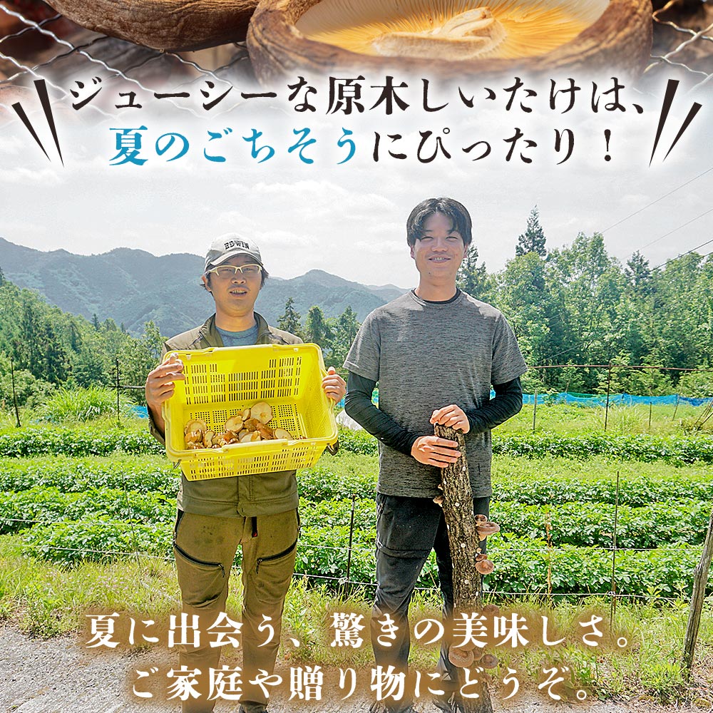 ＜夏季限定 原木生しいたけ（優品） 100g×5パック＞『2026年5月～10月に順次出荷予定』 合計500g 数量限定 期間限定 夏採れ 原木生椎茸 しいたけ シイタケ きのこ 優品 バーベキュー 