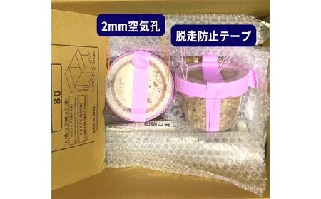 【予約受付】オオクワガタ オス・メス1ペア 2026年8月以降発送 クワガタ 昆虫 昆虫