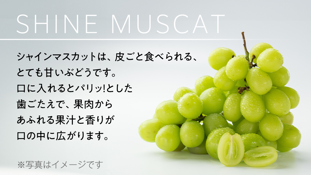  【 2025年9月上旬から発送開始 】 シャインマスカット ご家庭用 1.4kg 以上（ 2房 ～ 3房 ） マスカット ぶどう 葡萄 旬 果物 くだもの フルーツ 訳あり 自宅用 家庭用 数量限定