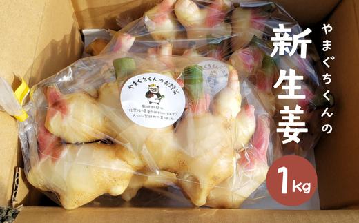 やまぐちくんの新生姜 １kg (AF1-1)