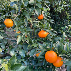 【2027年1月中旬頃から順次発送】愛果28号（紅まどんな と同品種） 3㎏  紅マドンナ と同品種 まどんな マドンナ 柑橘 果物 フルーツ あいか 愛果28号 みかん 松山市 愛媛県 【TF004