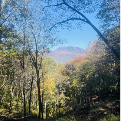 ふるさと納税 御代田町 林業芸術社　2年乾燥薪(広葉樹約45cm /約5kg分/中割り〜)御代田町面替 |  | 02