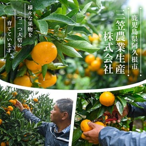 ＜先行予約受付中！2027年4月上旬以降順次発送予定＞ ＼テレビで紹介されました！／数量限定！冷蔵不知火「クールな大将季」(計約3kg) 国産 みかん ミカン 柑橘 フルーツ 果物 旬 デザート 露地