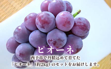 ＜西予の美味しいぶどうセレクトセット／ピオーネ 約2kg（岡山農園）＞ 果物 くだもの フルーツ ぶどう 葡萄 ブドウ セット 食べ比べ 野菜ソムリエ 食べて応援 特産品 産地直送 西予ぶどう倶楽部 