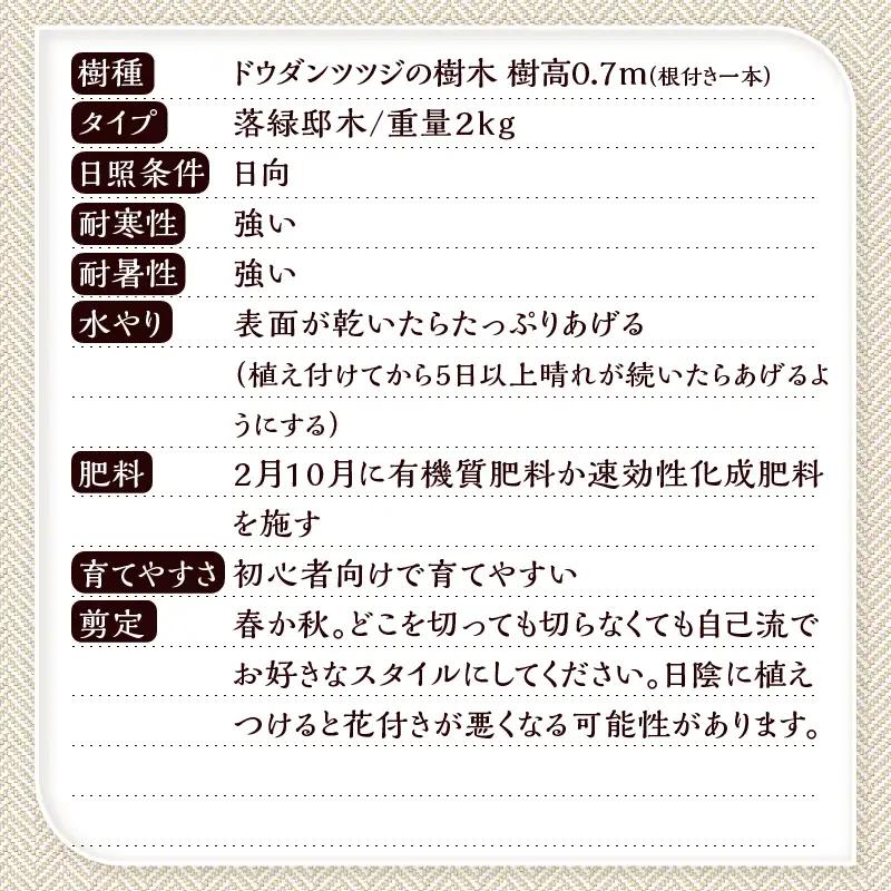 【ふるなびWEEK対象】植木　ドウダンツツジ　0.7ｍ