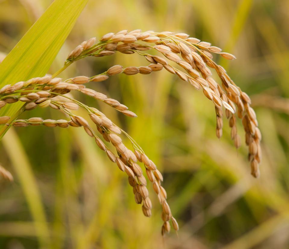 【令和5年産】魚沼産コシヒカリ（白米5kg×2袋）【新潟県 特A地区】