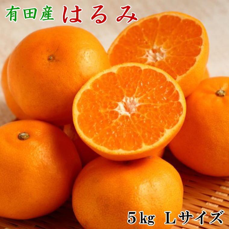 【ふるさと納税】［厳選・濃厚］紀州有田産のはるみ約5kg(Lサイズ) ★2026年1月下旬頃より順次出発送［TM28］ | 納税 返礼品 特産品 支援 名産品 果物 くだもの フルーツ 旬の果物 果実 食品 食べ物 食材 柑橘 柑橘類 かんきつ おいしい 美味しい お取り寄せ 子供 おやつ