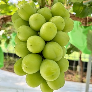 ぶどう 話題の品種 富士の輝＆こだわりのシャインマスカット 贈答ランク 合計約1.4kg ブドウ 葡萄 岡山県産 国産 フルーツ 果物 ギフト 【 Nini farm 農家 直送 】