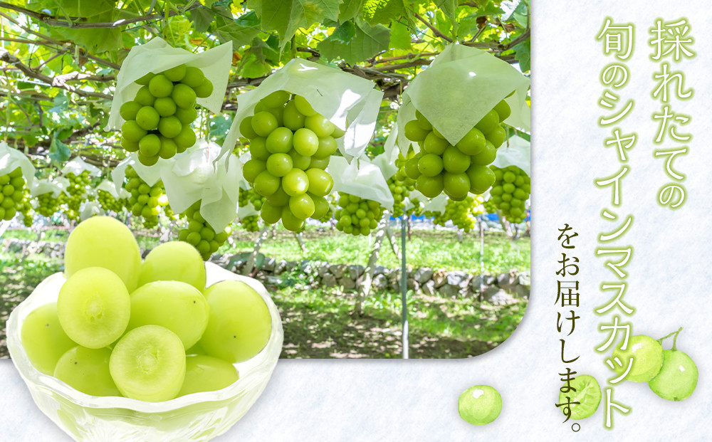 538.【先行予約】新甘泉2玉とシャインマスカット1房｜梨 なし 新甘泉 しんかんせん 産地直送 ぶどう シャインマスカット セット 鳥取県　※8月下旬～9月中旬頃に順次発送予定