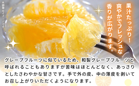＜河内晩柑 約7kg＞ 果物 くだもの みかん ミカン 柑橘 フルーツ かわちばんかん カワチバンカン ジューシーフルーツ 愛南ゴールド 御荘柑 国産 7キロ 特産品 産地直送 段畑みかん 愛媛県 西