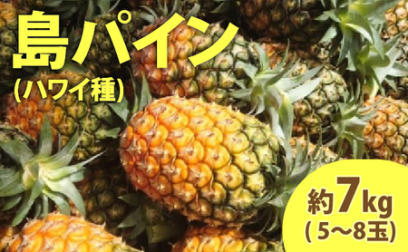 2026年 先行予約 島パイン (ハワイ種) 約7kg (5～8玉) ますみ農園 ”蜜たっぷり” パイン パイナップル 果物 フルーツ