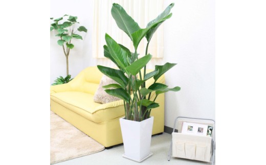 【観葉植物】オーガスタ 8号 ホワイトスクエア陶器鉢SW 土の表面:ウッドチップ 【観葉植物 インテリア 部屋 おしゃれ 福岡県 筑前町 送料無料 AG016】【価格改定】