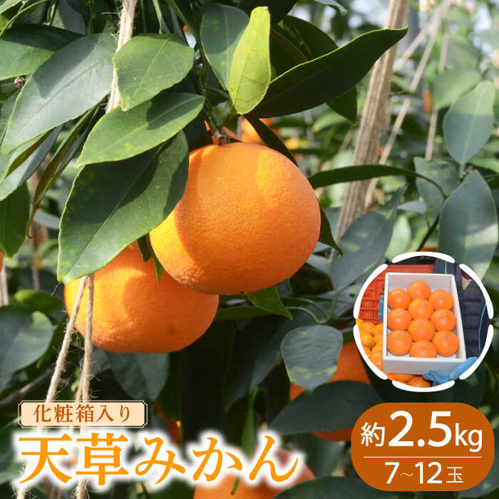 【ふるさと納税】【2026年11月下旬～発送】天草みかん 約2.5kg / みかん ミカン 蜜柑 果物 フルーツ 贈答用 化粧箱 / 南島原市 / JA島原雲仙東南部基幹センター[SAC001]