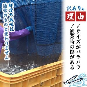 【2026年先行予約】 訳あり ＼ さんま ／ 約2kg 冷蔵