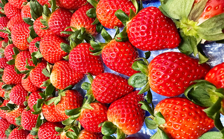 いちごの森あかずきんのあまりん　約400g ／ 果物 フルーツ 苺 イチゴ 甘みが際立ち 酸味の少ない 鮮やか 濃い赤色 可愛い形 埼玉県 特産 No.632