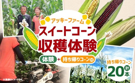 F5 アッキーファーム スイートコーン収穫体験 （スイートコーン20本込み） 