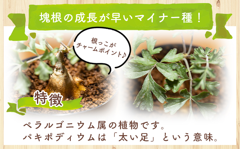 パキポディウム ペラルゴニウム - 植物 インテリア ナチュラル 自然 グリーン 観葉植物 おしゃれ 癒し かわいい 多肉植物 塊根植物 サキュレントフィールド Succulent field 高知県