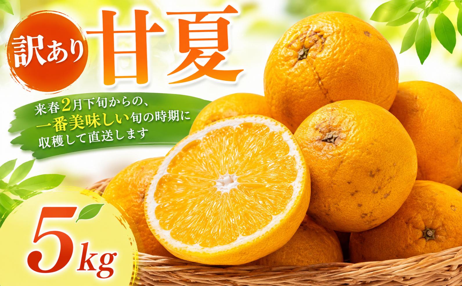 
                  【先行予約】【2027年2月下旬より順次発送】訳あり 甘夏 5kg 愛媛県 愛南町産 先代から受け継いだ樹から、未来へ残したい味を。 Legacy Reserve みかん 蜜柑 果物 柑橘 フルーツ 傷 不揃い 高級 糖度 甘い ゼリー ジュース 農園 直送 エニシトラス 
                