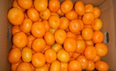 みかん 由良早生 高糖度 みかん【約5kg】【先行予約】