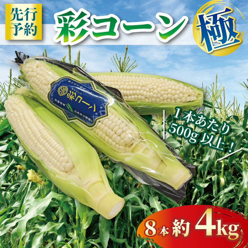 【ふるさと納税】 【2026年6月～7月発送】 彩コーン 極 約4kg 8本 ホワイトコーン とうもろこし 白いとうもろこし コーン スイートコーン 朝食 昼食 夕食 デザート おやつ 糖度 野菜 産地直送 京都 八幡 ふるさと農園