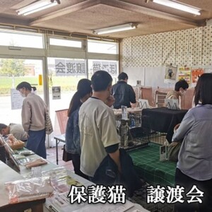 ペット さくらねこ アルダー製 陶器 フードボウル スタンド 2皿 