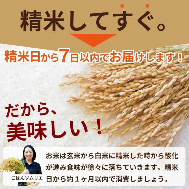 佐賀ブランド米 さがびより （20kg） 肥前糧食 D480-001