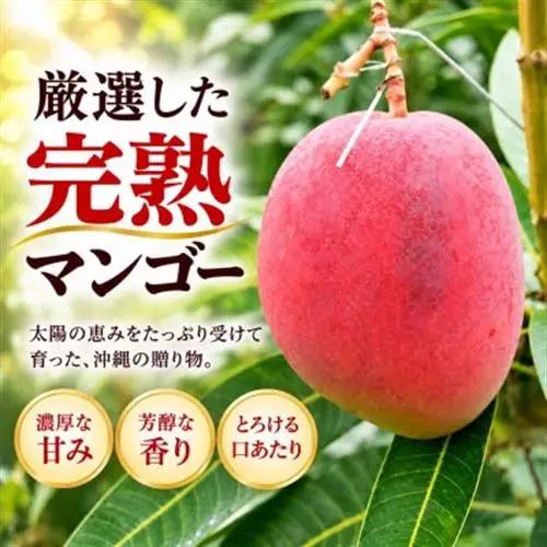 【2027年6月下旬から順次発送・訳あり】完熟アップルマンゴー約1.5kg(3玉～6玉)【配送不可地域：離島】【1546407】