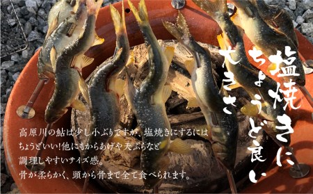 先行予約【2024年7月末～9月上旬発送】高原川の天然鮎5～8匹 鮎 あゆ アユ 川魚 魚 サカナ 天然 冷凍 [Q1350] seas46