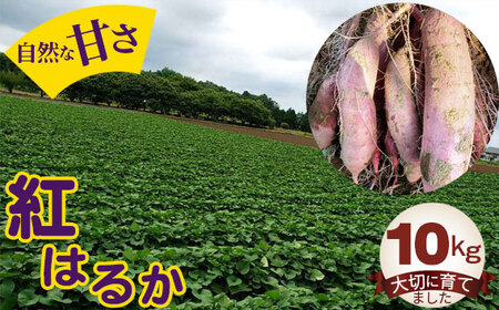 紅はるか10kg No.406