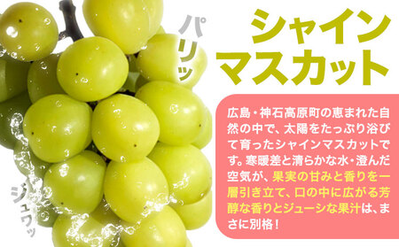 シャイン マスカット 約 2 kg  《9月中旬-11月中旬出荷予定(土日祝除く)》期間限定 フルーツ 果物 ブドウ ぶどう 甘い 濃厚