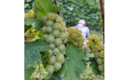 Bozza di Sauvigunon(ソーヴィニヨン・ブラン:白ワイン)750ml×1本【1776537】