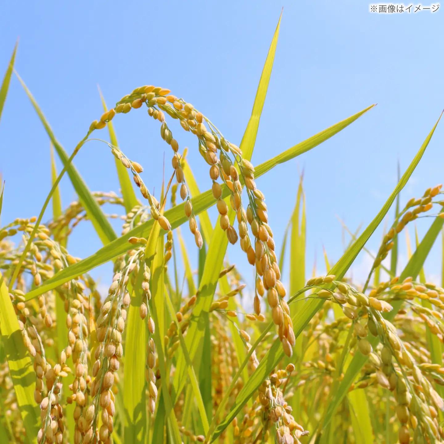 【先行予約 2026年10月～発送】ヒノヒカリ 白米 10kg 【片渕農園】令和8年産 新米 [IDG006]