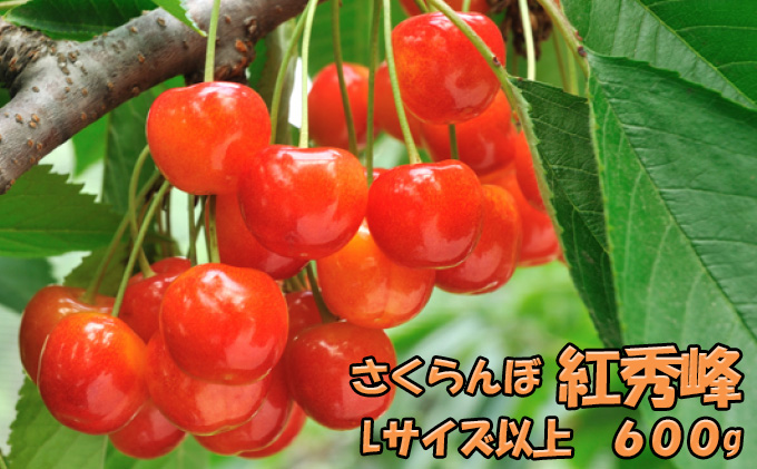 北海道 仁木町産 生産者厳選品 さくらんぼ 紅秀峰 600g（300g×2パック） 旬の果物 産地直送 サクランボ チェリー フルーツ 果物 果物類 ギフト 北海道産 仁木町 仁木 [JA新おたる]