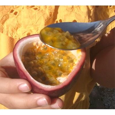 ふるさと納税 奄美市 栽培期間中農薬・化学肥料不使用　奄美パッションフルーツ　家庭用3kg(35個〜40個前後) |  | 03