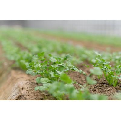 ふるさと納税 岡山市 岡パク(岡山のマイルドなパクチー)　100g×10束 |  | 03